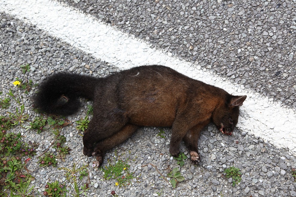 Opossum