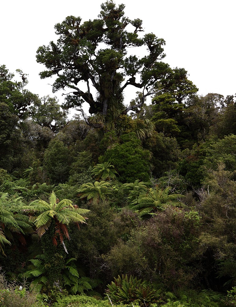 Lake Moeraki