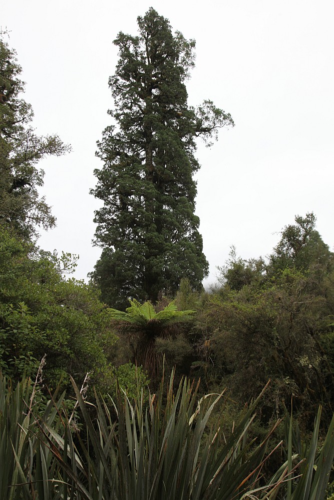 Bäume am Lake Matheson