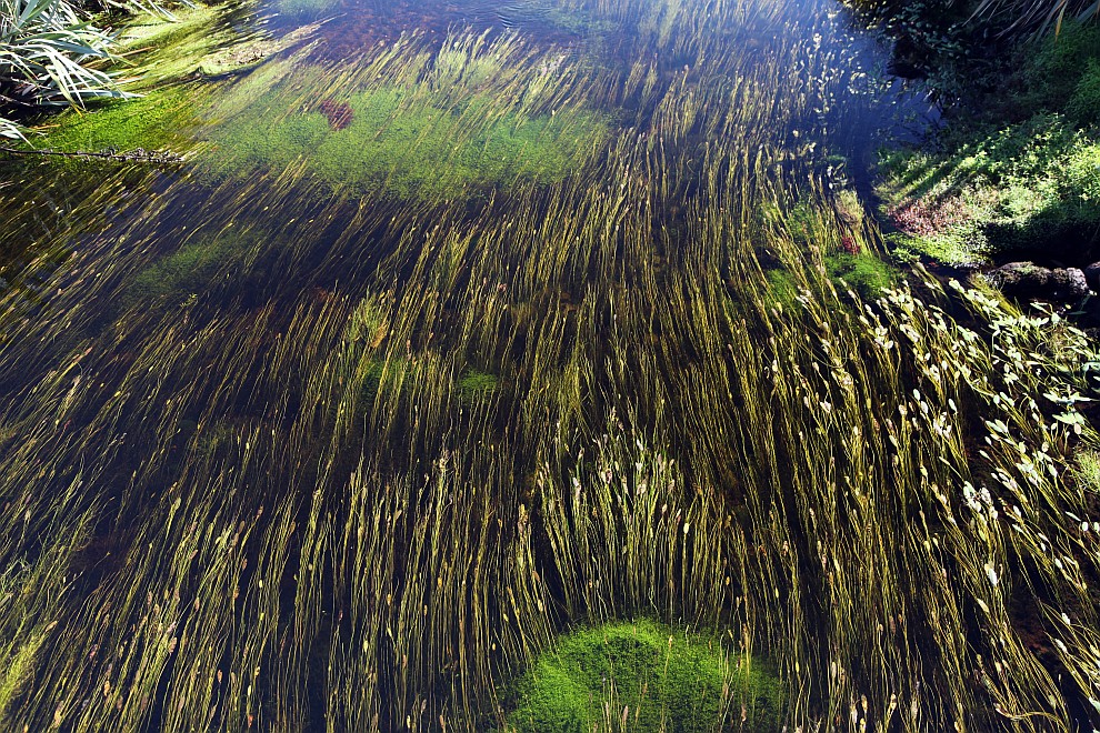 Bach mit Wasserpflanzen