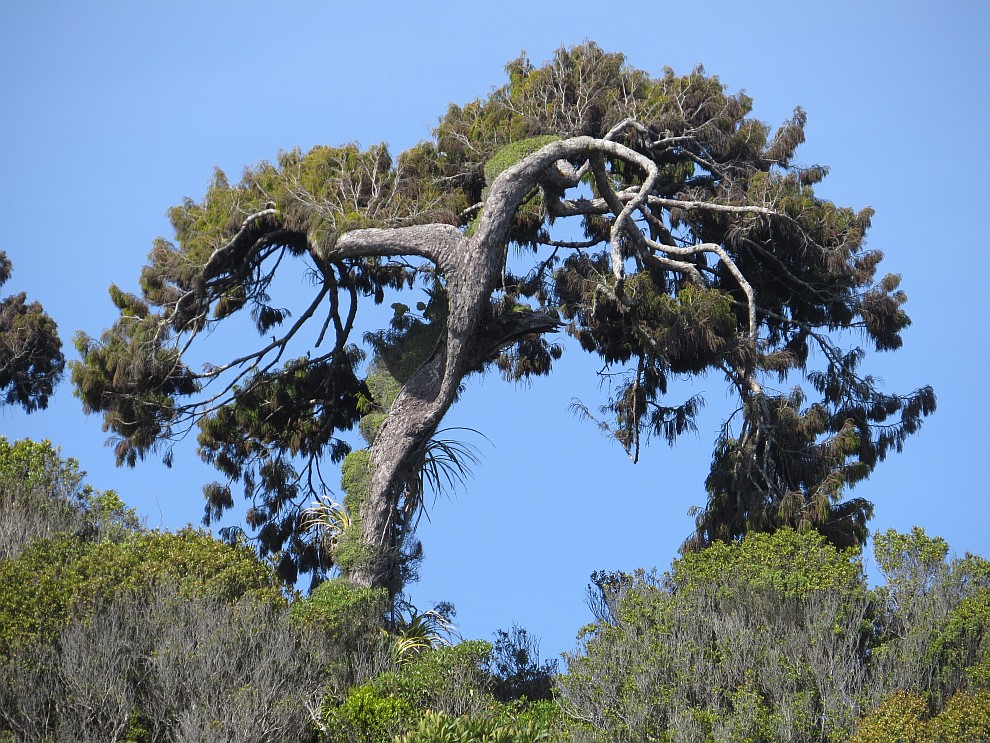 vom Seewind geformter Baum