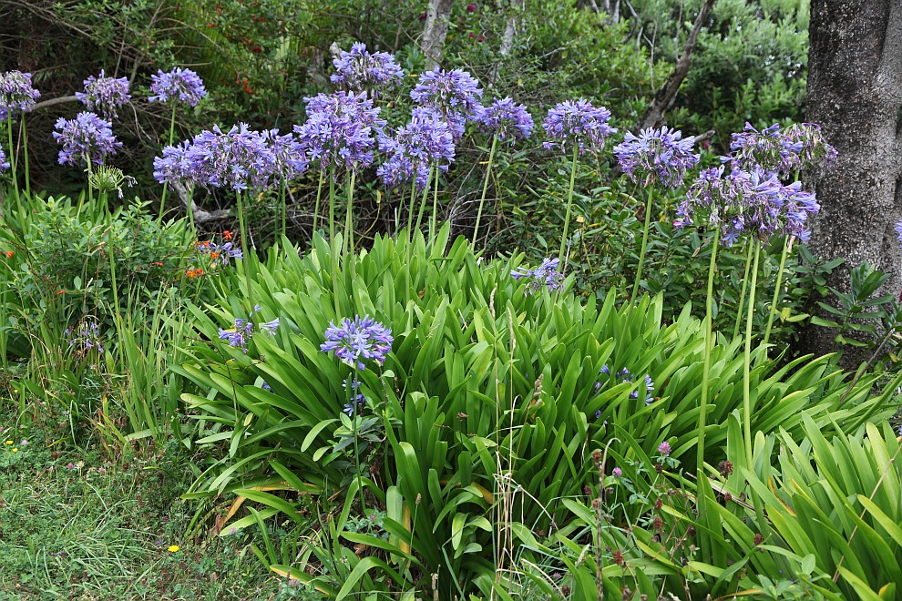 Lilien