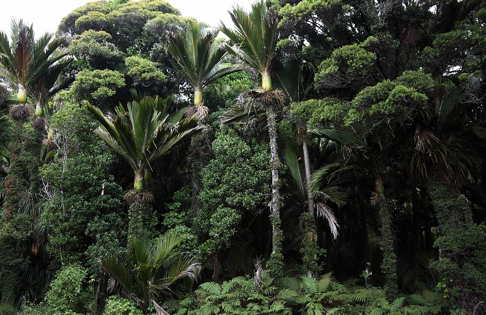 Regenwald mit Palmen