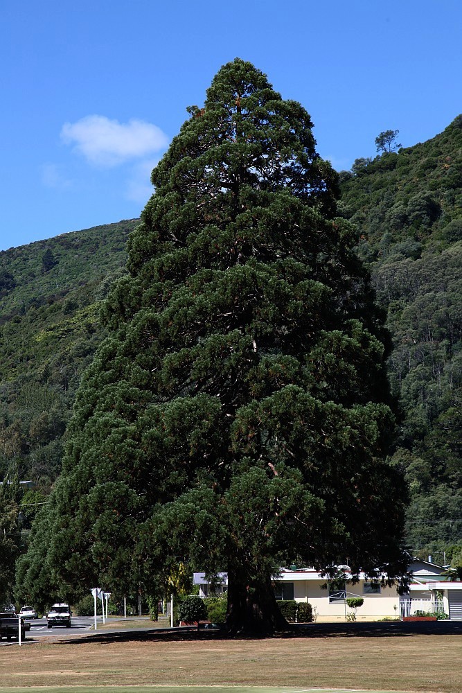 Picton