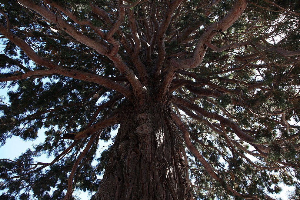Baum
