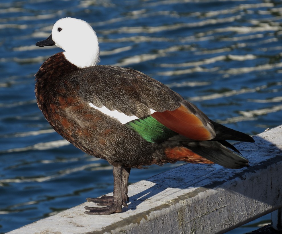 Paradise Shelduck