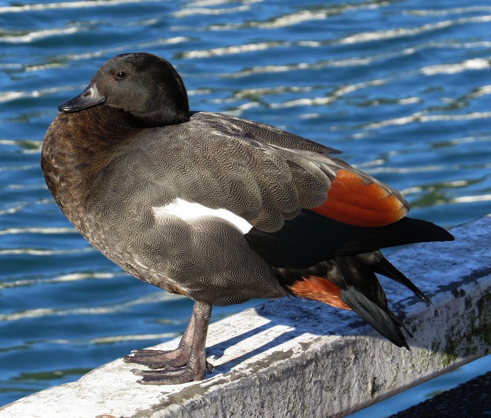 Paradise Shelduck