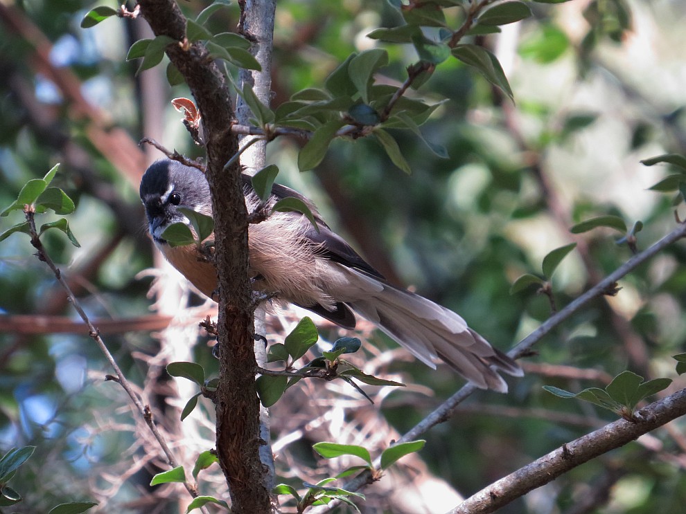 Fantail - male