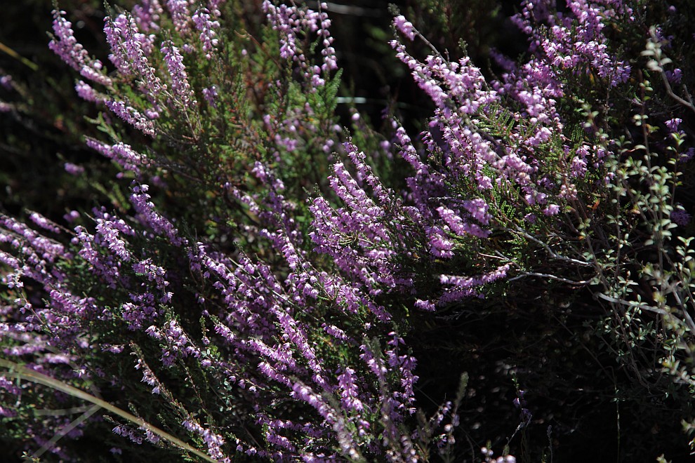 blühende Heide