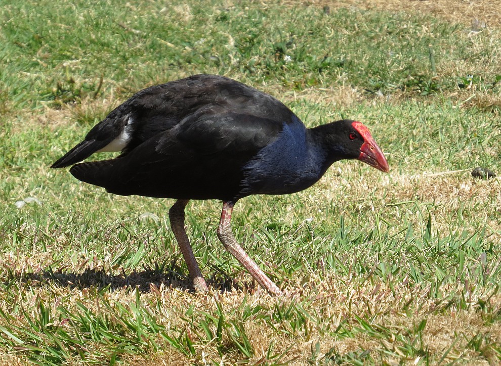 Pukeko