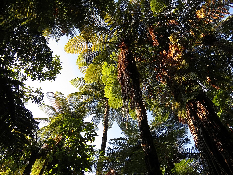 Baumfarne im Whakarewarewa Forest