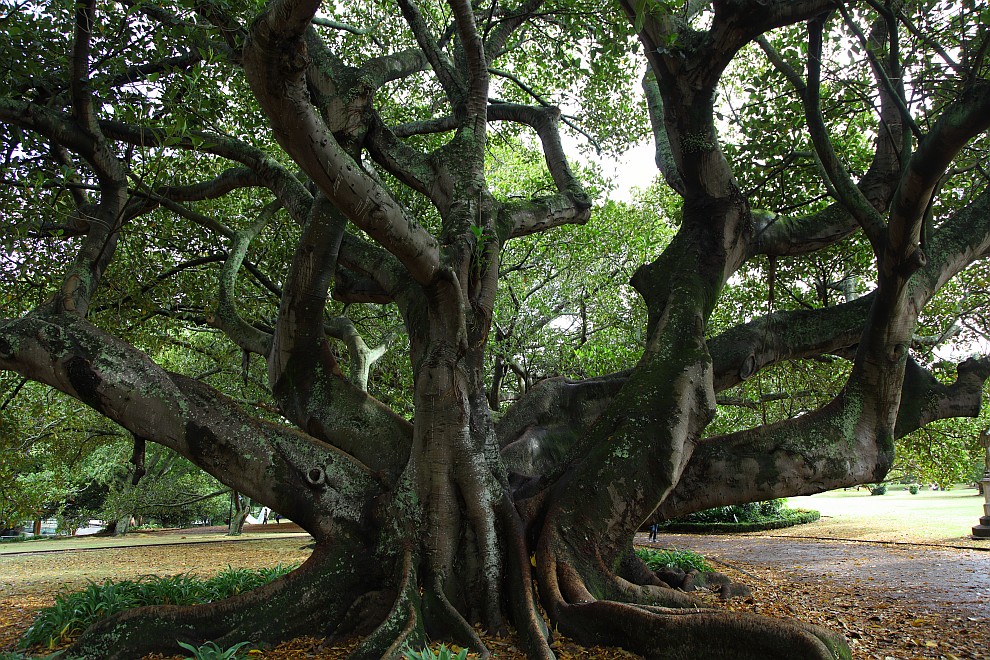 Figtree im Albert Park
