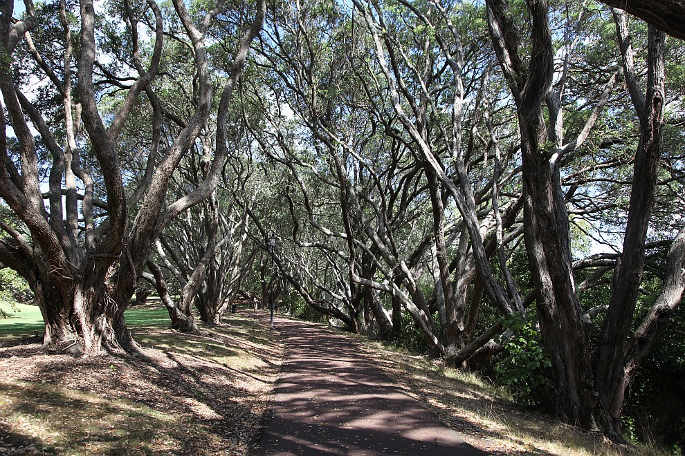 Auckland Domain