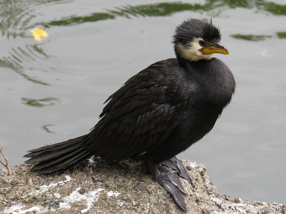 Kormoran