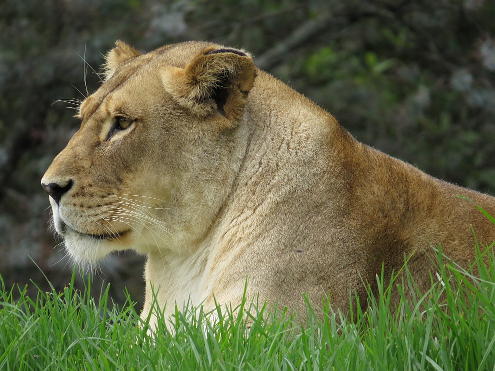 Löwe (weiblich)