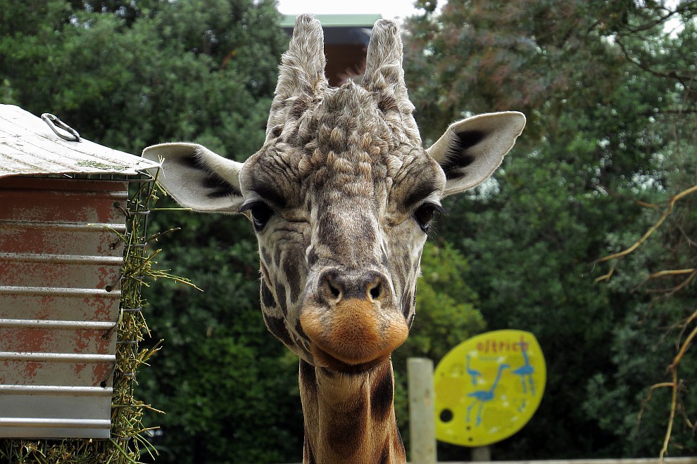 Giraffe