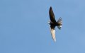 090629-1538_Mauersegler
